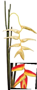 Euroflor | 51706.02 HELICONIA красный H132cm Euroflor